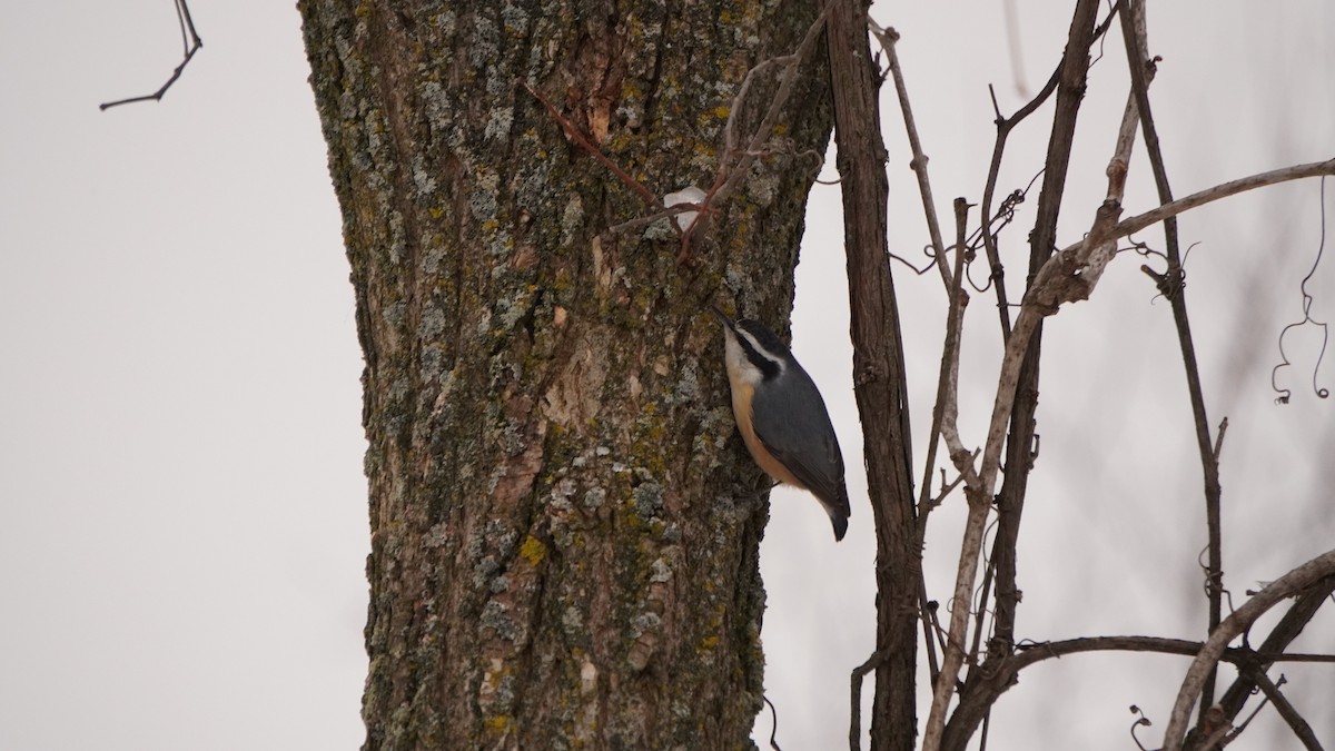 Red-breasted Nuthatch - ML646849252