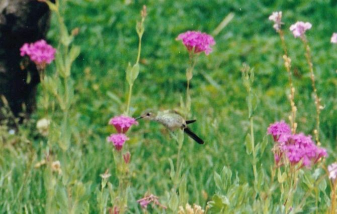 Black-tailed Trainbearer - ML646849255
