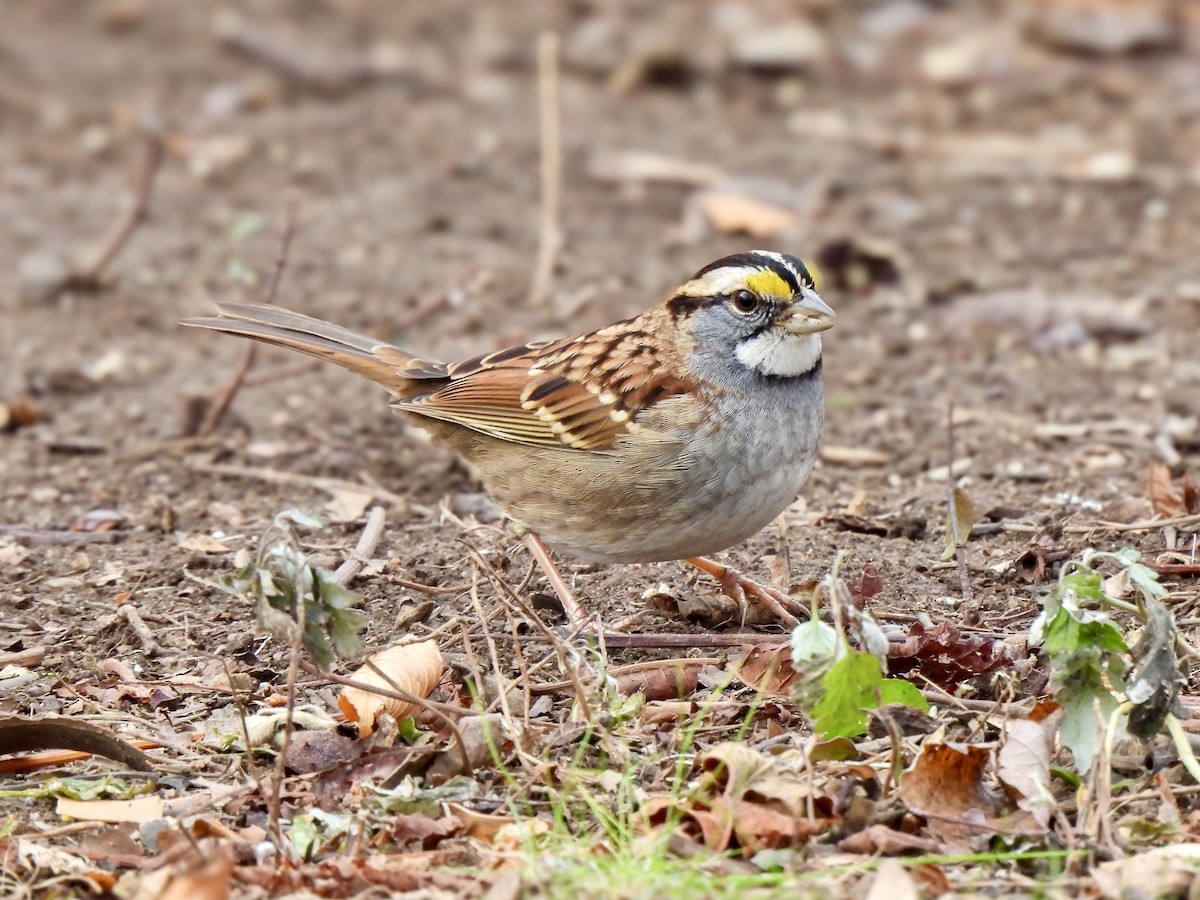 ノドジロシトド - ML646849256