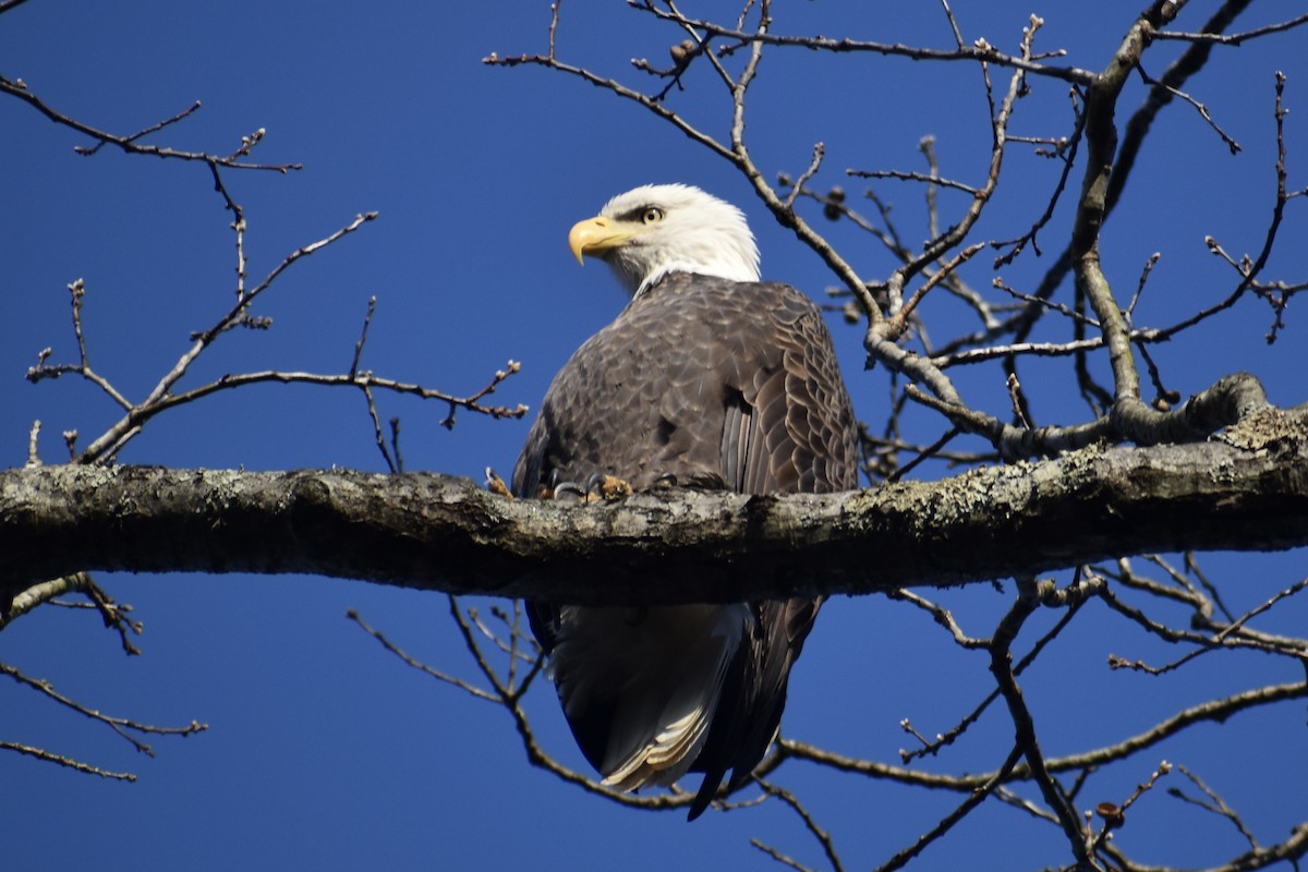 עיטם לבן-ראש - ML646849257