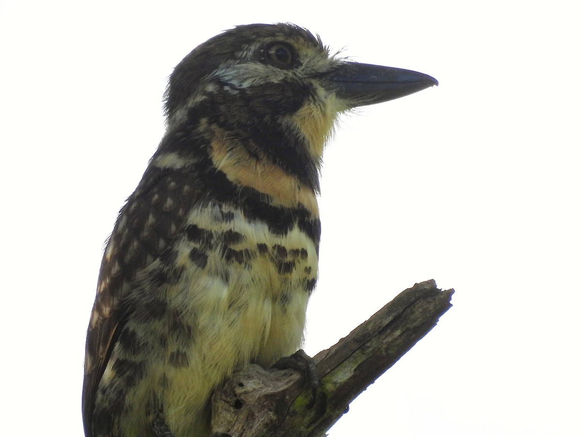 Two-banded Puffbird - ML646849258