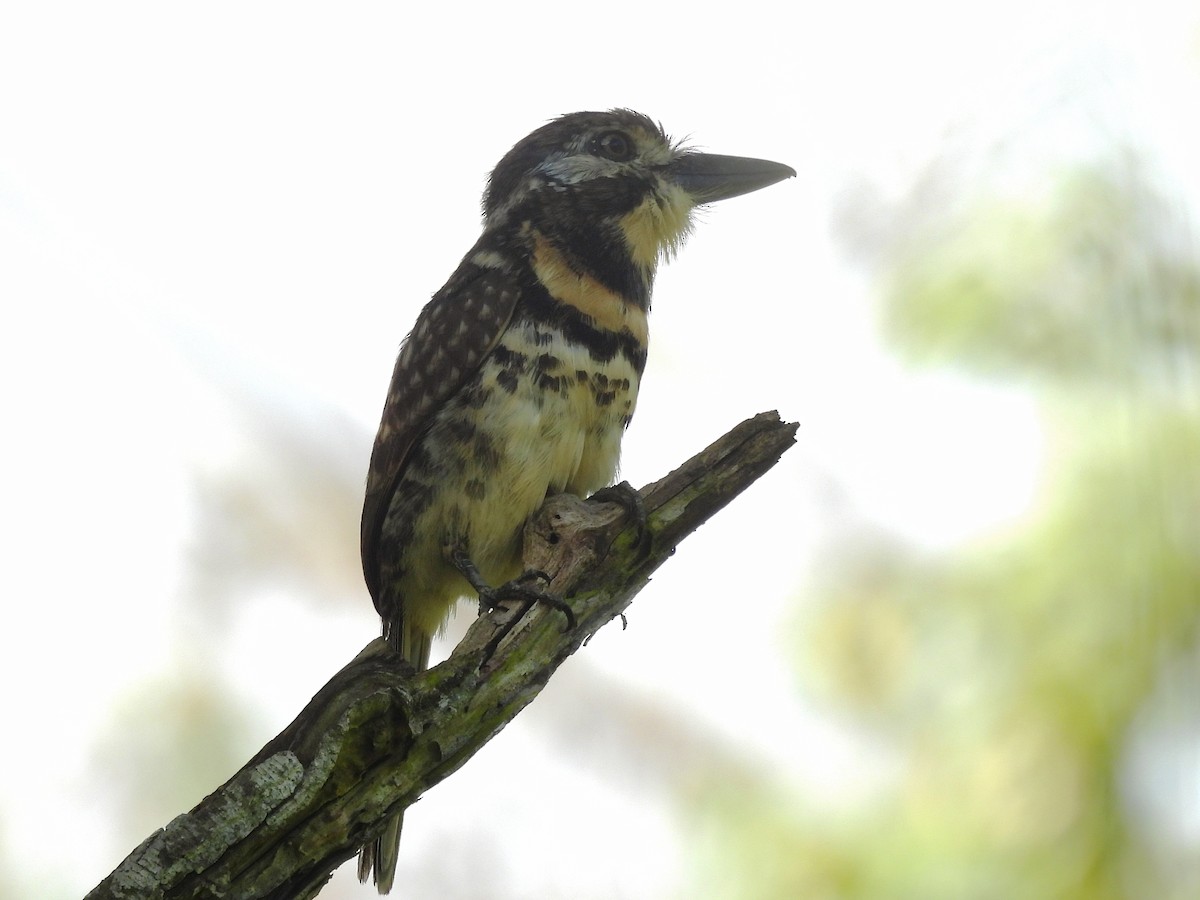 Two-banded Puffbird - ML646849259