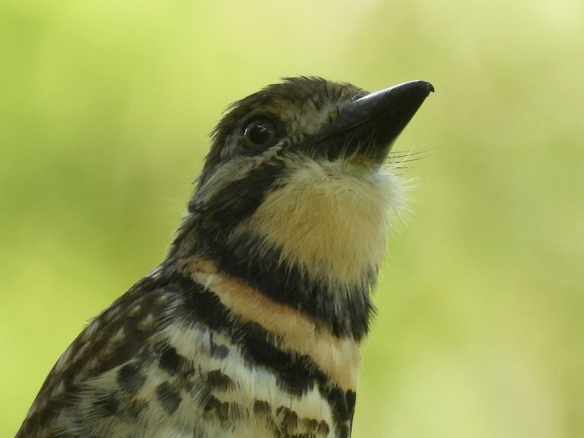 Two-banded Puffbird - ML646849260