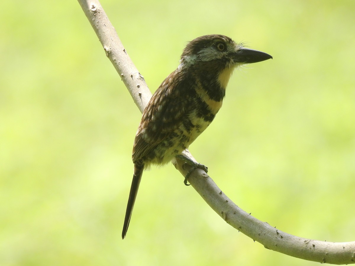 Two-banded Puffbird - ML646849262