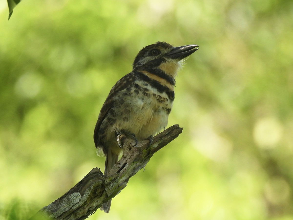 Two-banded Puffbird - ML646849263