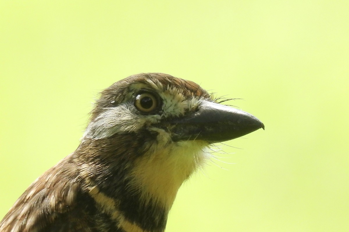 Two-banded Puffbird - ML646849264