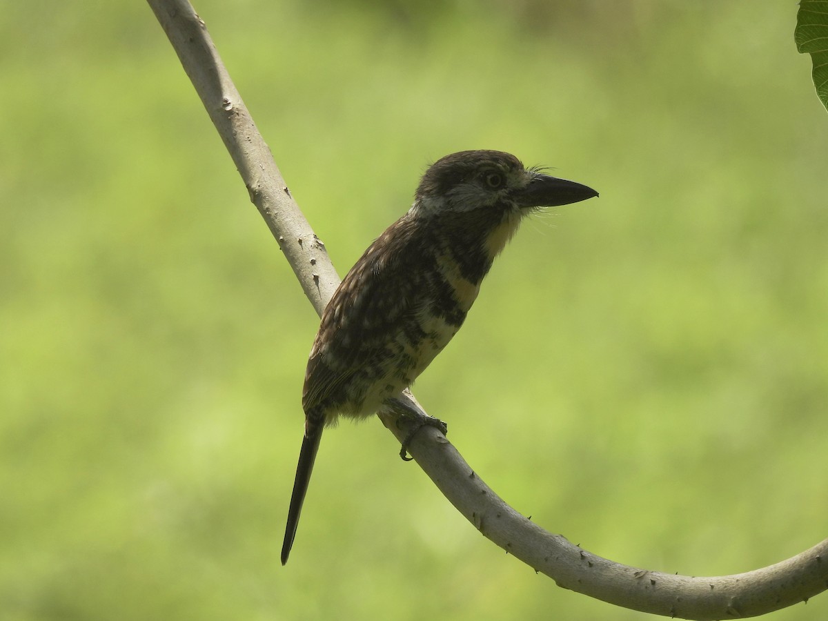 Two-banded Puffbird - ML646849265