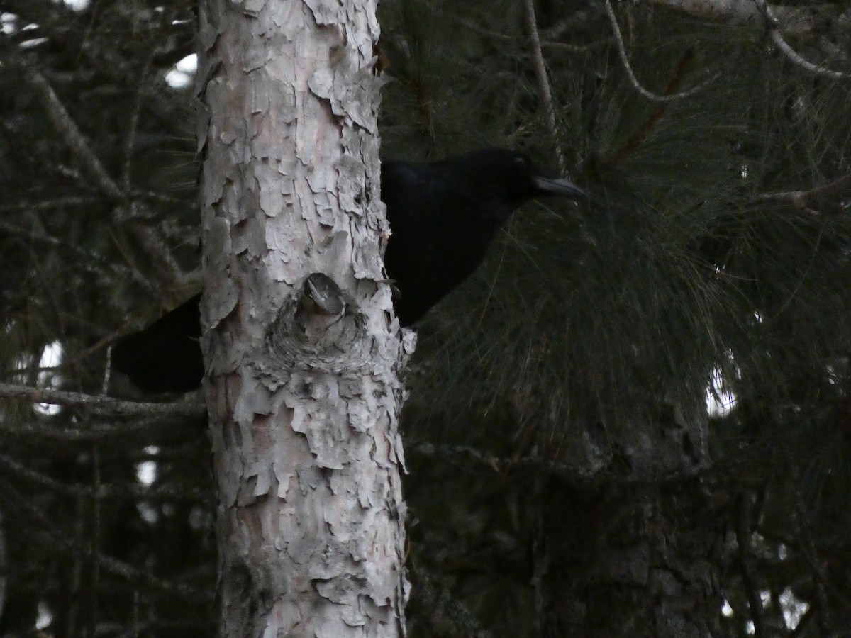 American Crow - ML646849266