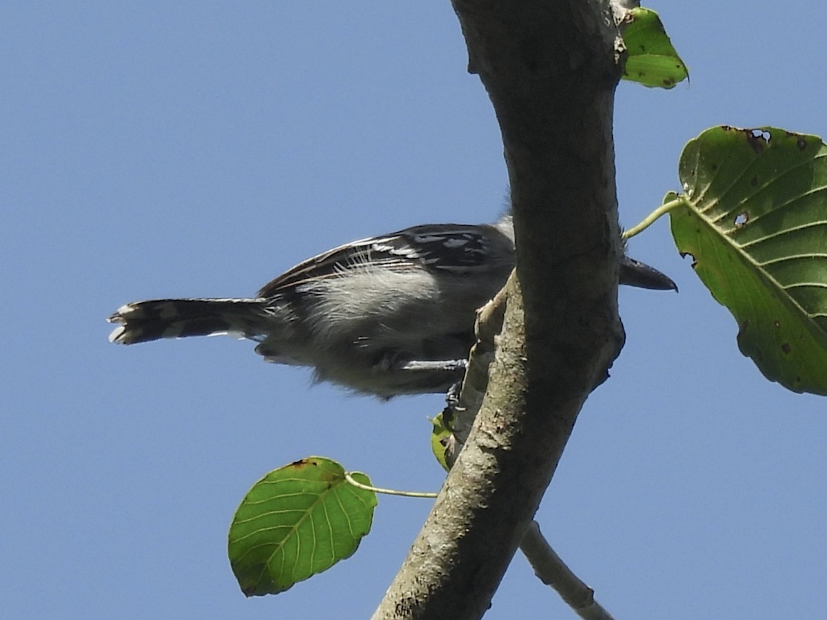 Black-crested Antshrike - ML646849272