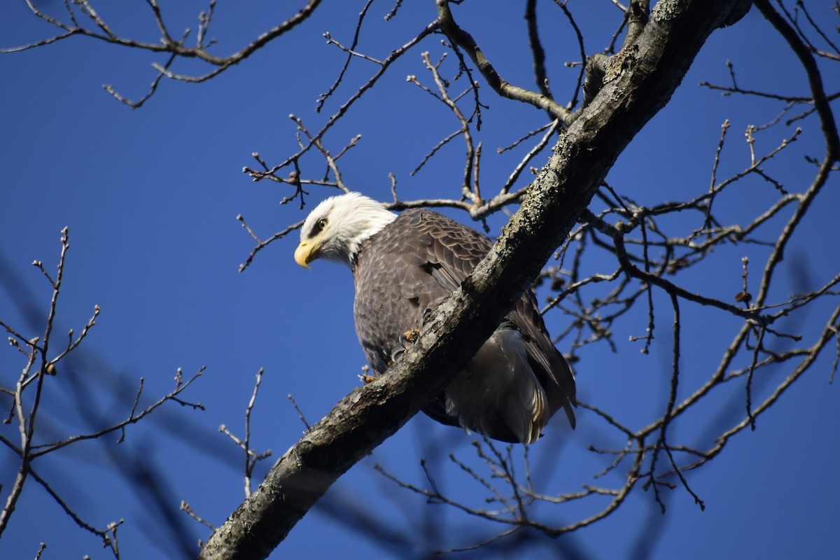 עיטם לבן-ראש - ML646849273