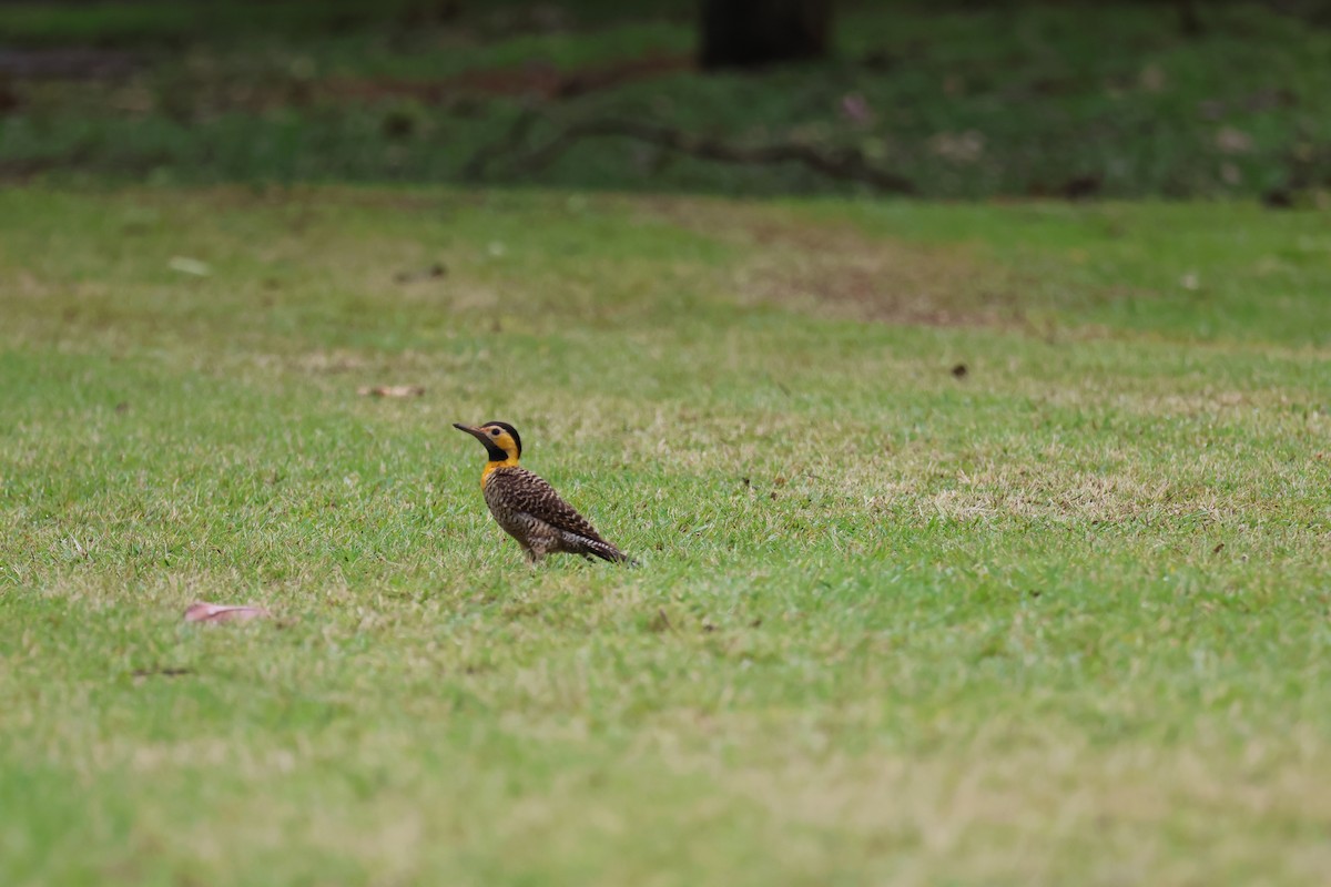 Campo Flicker - ML646849275