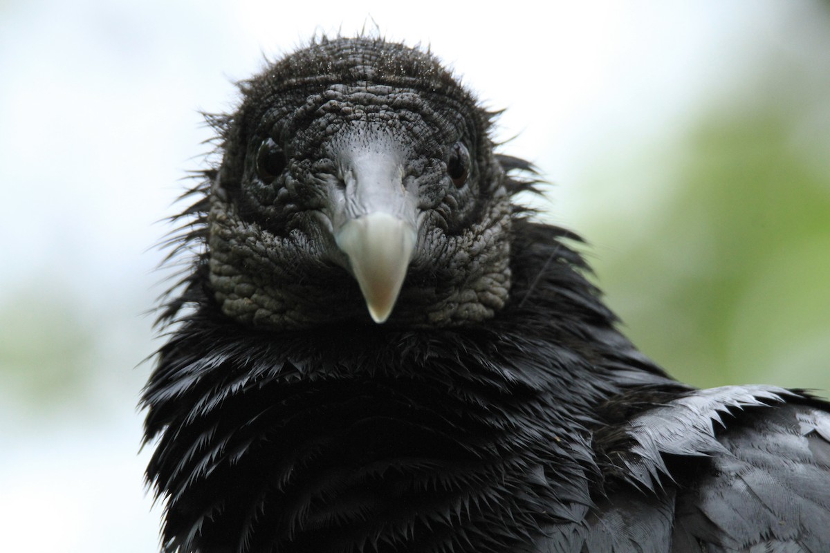 Катарта чорна - ML646849276