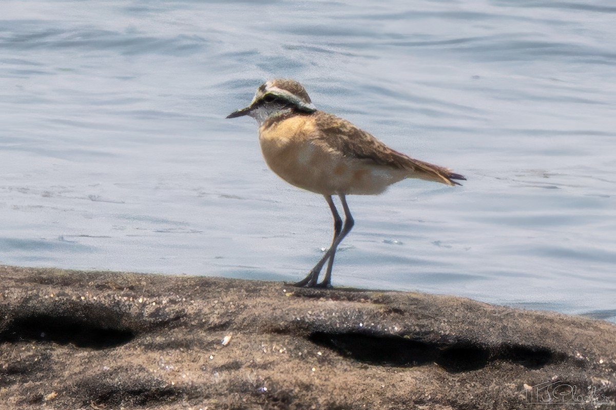 Пісочник-пастух - ML646849290