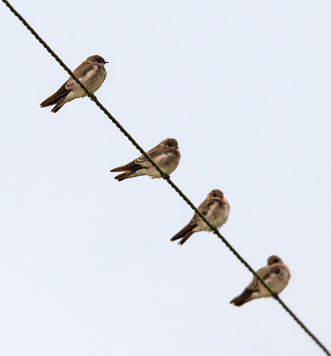 Northern Rough-winged Swallow - ML646849291