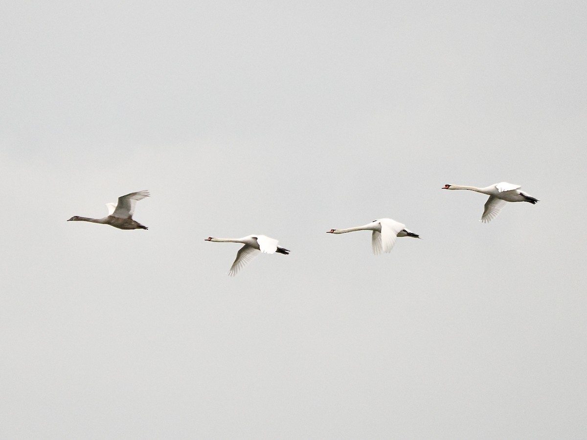 Mute Swan - ML646849292