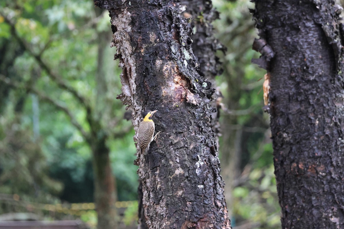 Campo Flicker - ML646849293