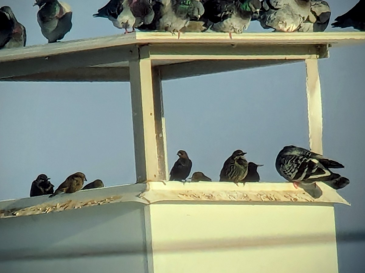 Brown-headed Cowbird - ML646849297