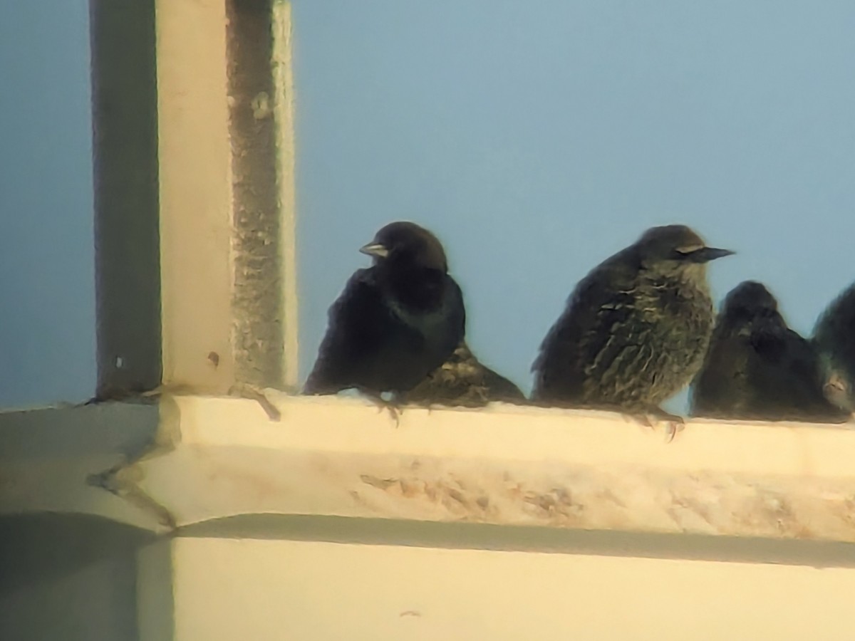 Brown-headed Cowbird - ML646849298