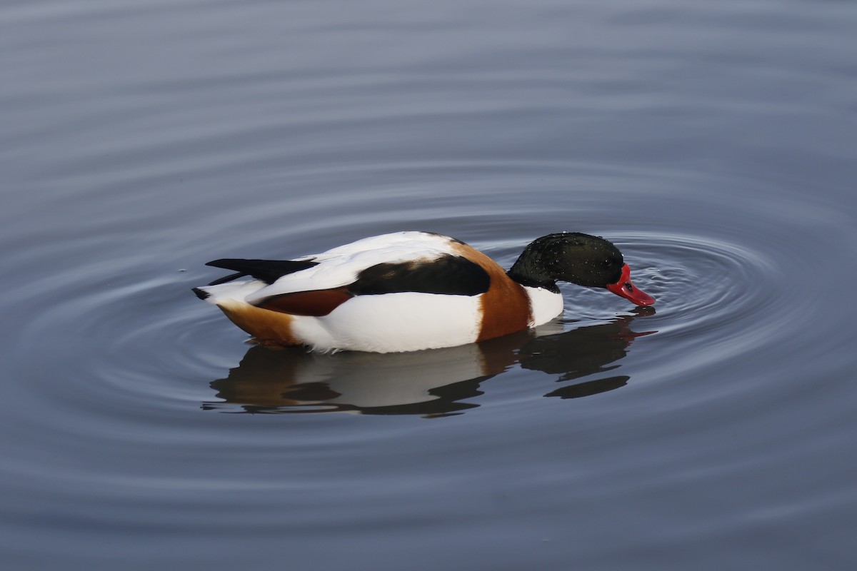 Paita arrunta - ML646849299