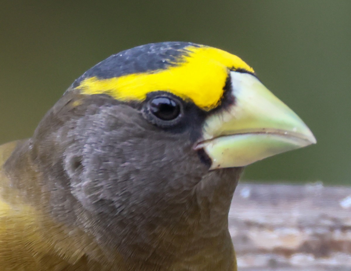 Evening Grosbeak - ML646849300