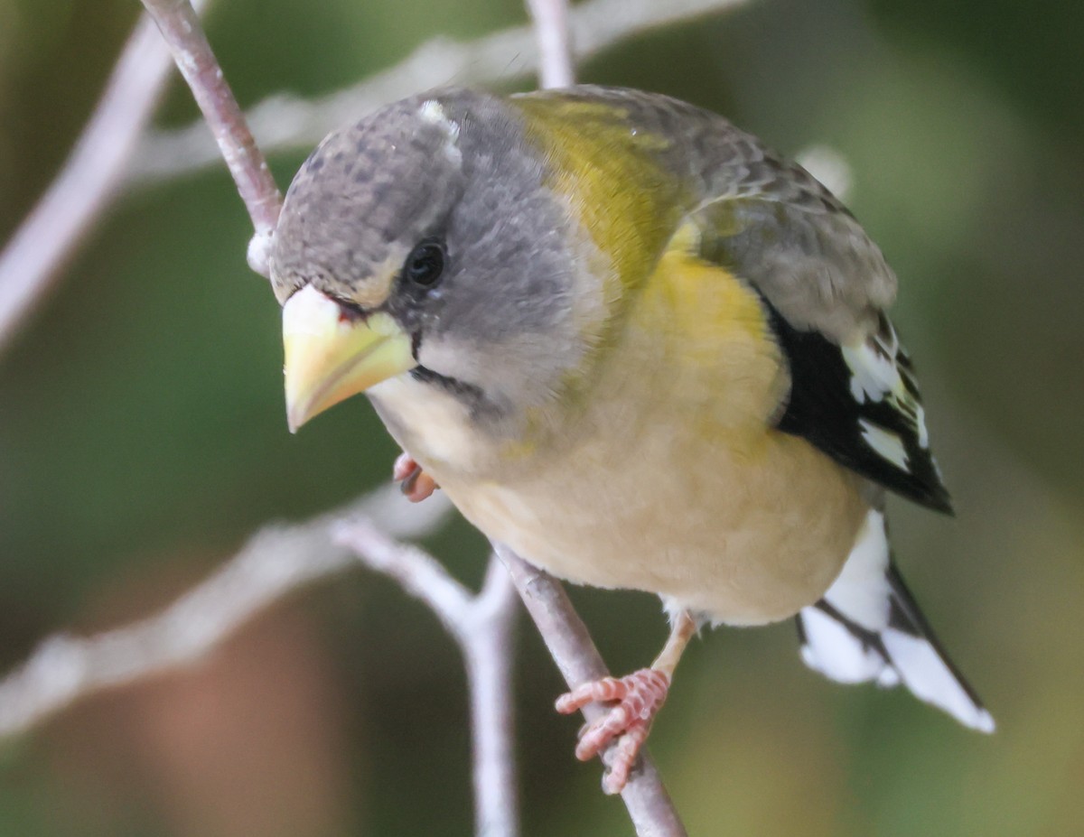 Evening Grosbeak - ML646849301