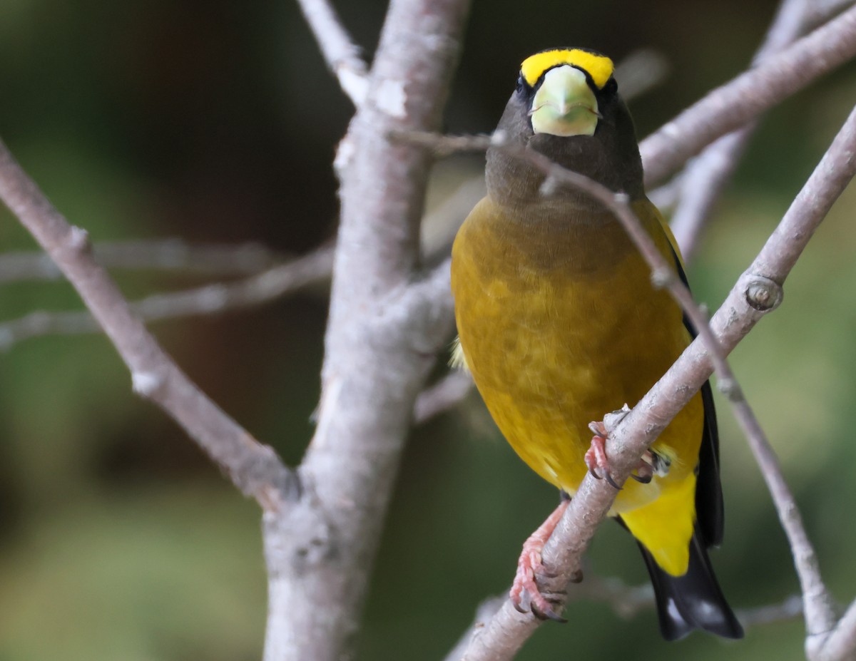 Evening Grosbeak - ML646849302