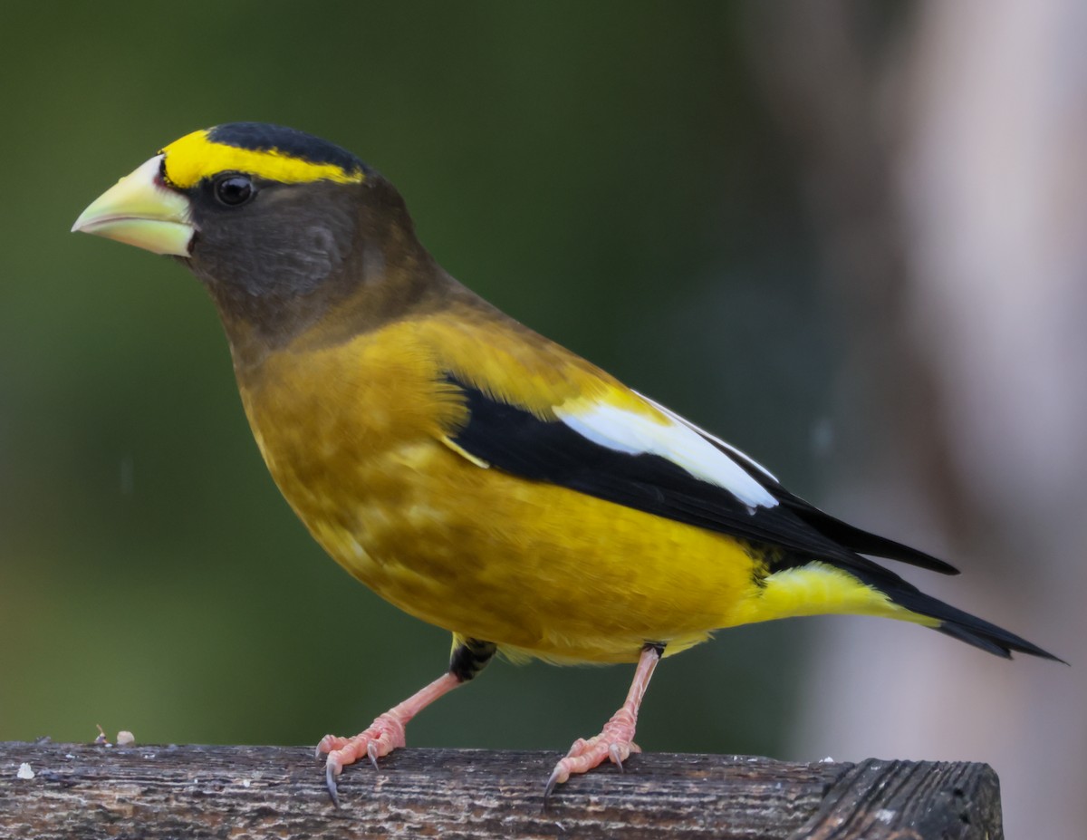 Evening Grosbeak - ML646849303