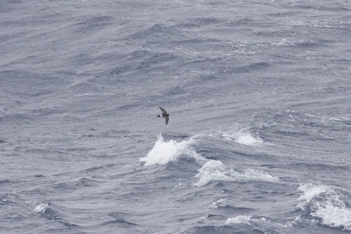 Wilson's Storm-Petrel (Fuegian) - ML646849304
