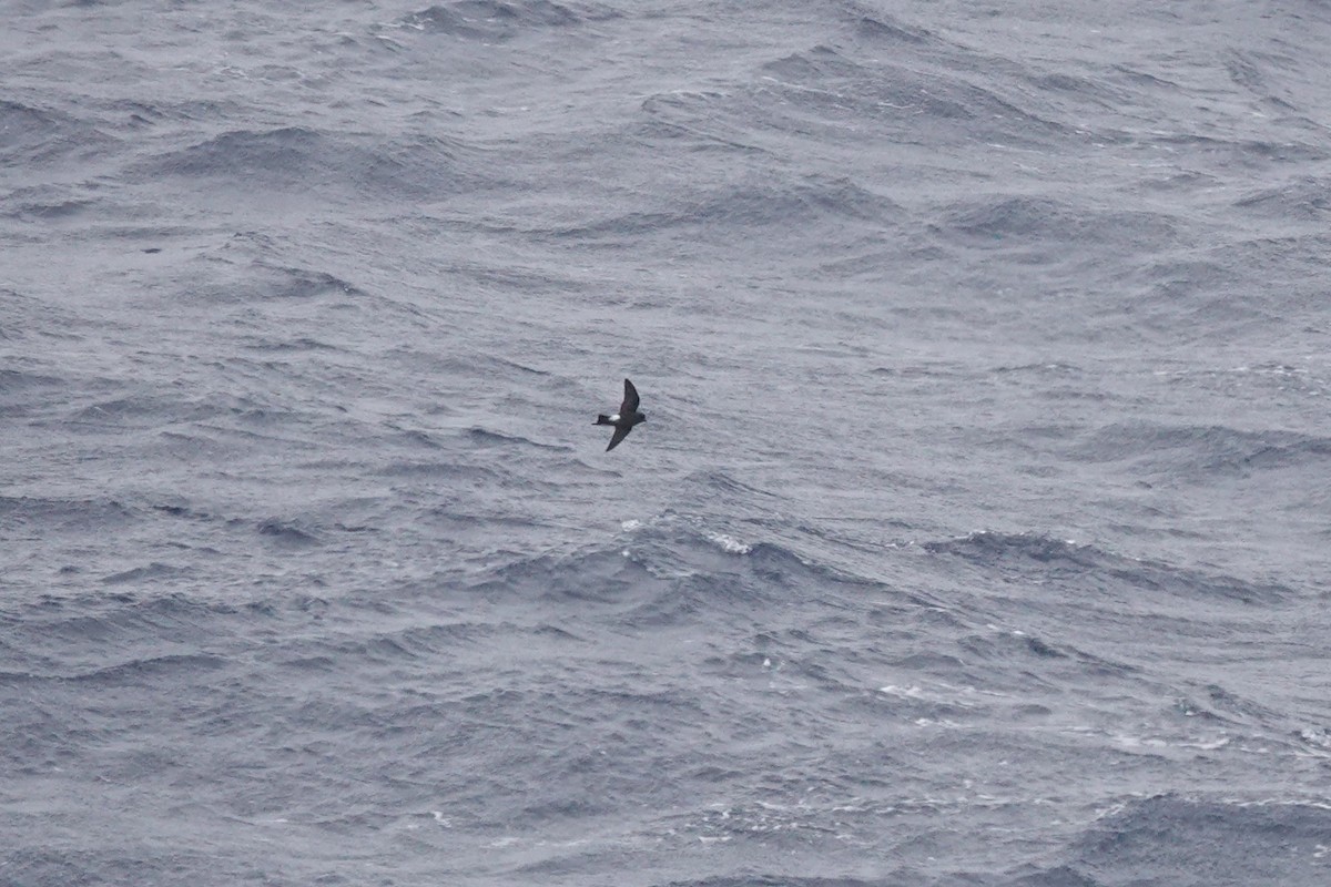 Wilson's Storm-Petrel (Fuegian) - ML646849305