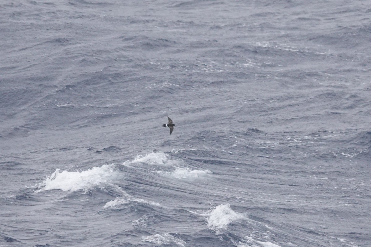 Wilson's Storm-Petrel (Fuegian) - ML646849306