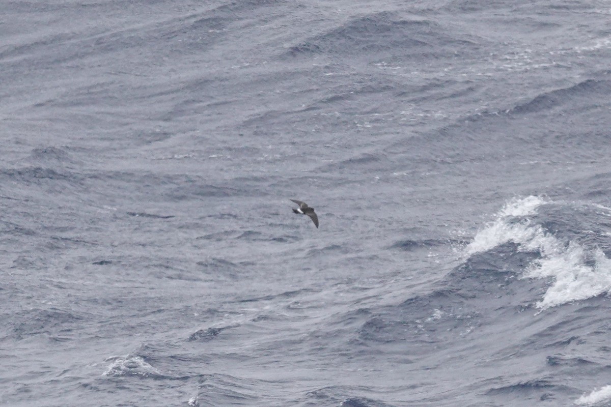 Wilson's Storm-Petrel (Fuegian) - ML646849307