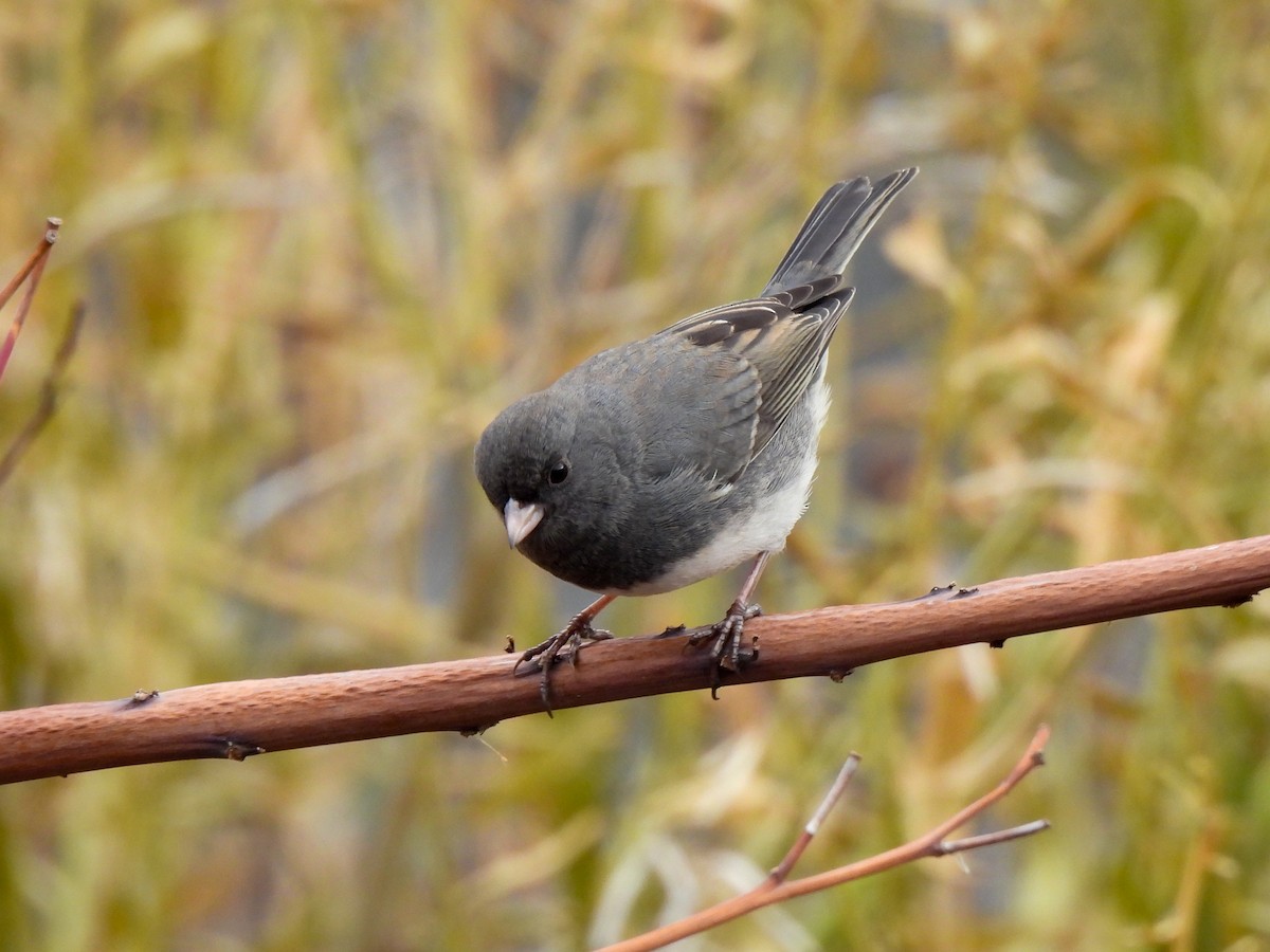 ユキヒメドリ - ML646849308