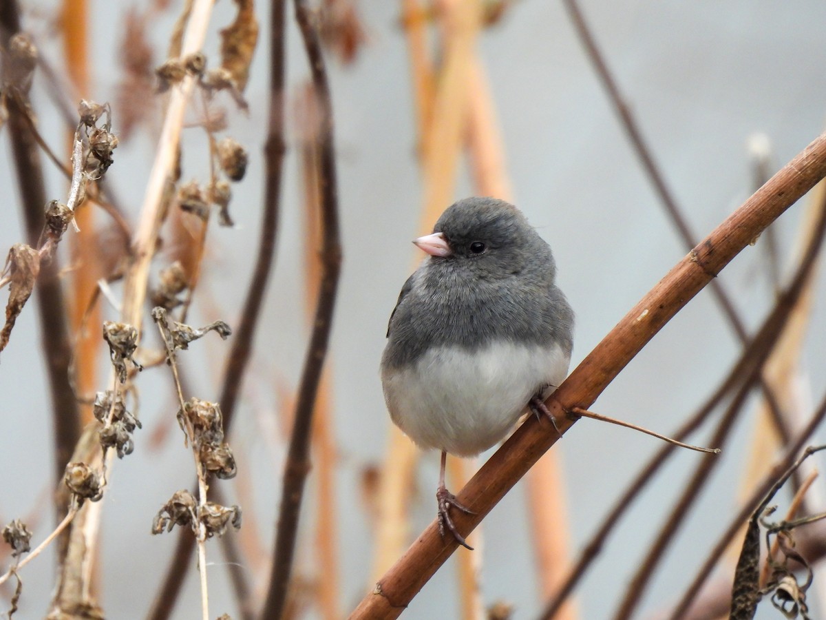 ユキヒメドリ - ML646849312