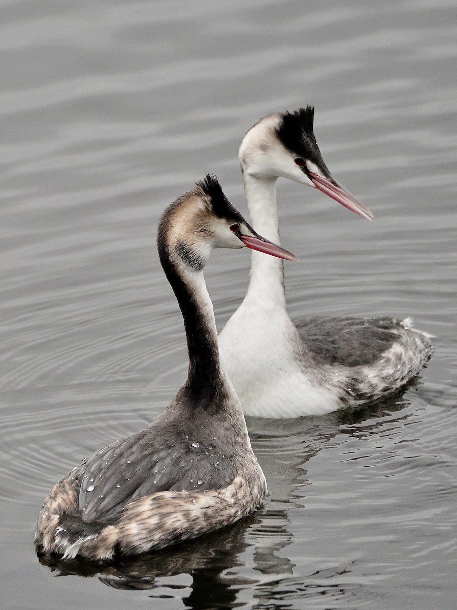 Great Crested Grebe - ML646849313