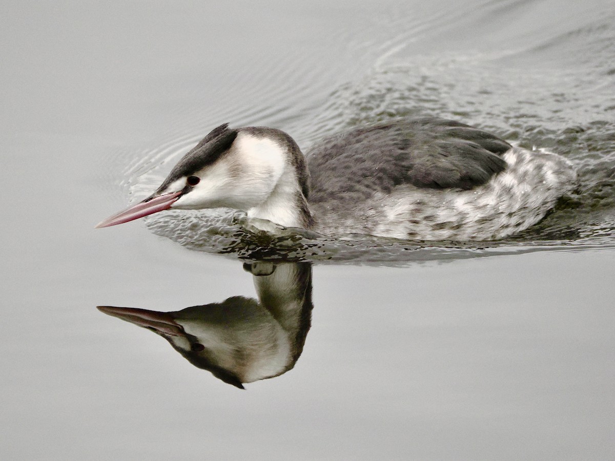 Great Crested Grebe - ML646849314