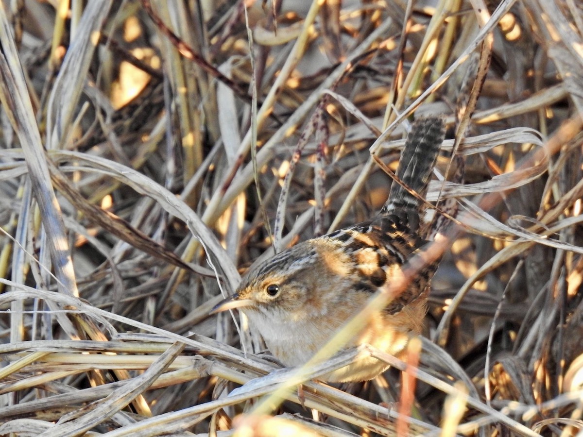 Cucarachero Culibarrado - ML646849316