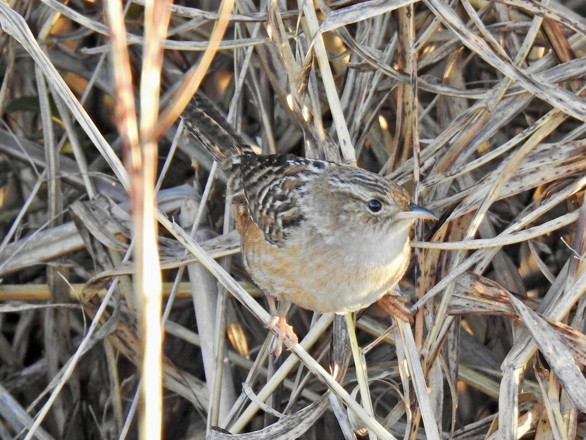 Cucarachero Culibarrado - ML646849318