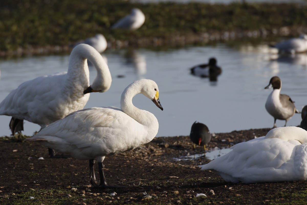 Beltxarga txistularia (bewickii) - ML646849319