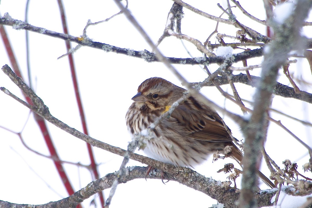 Bruant chanteur - ML646849321