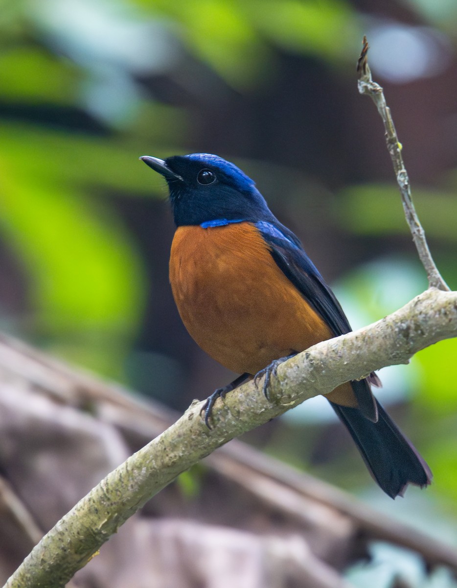 Rufous-bellied Niltava - ML646849324