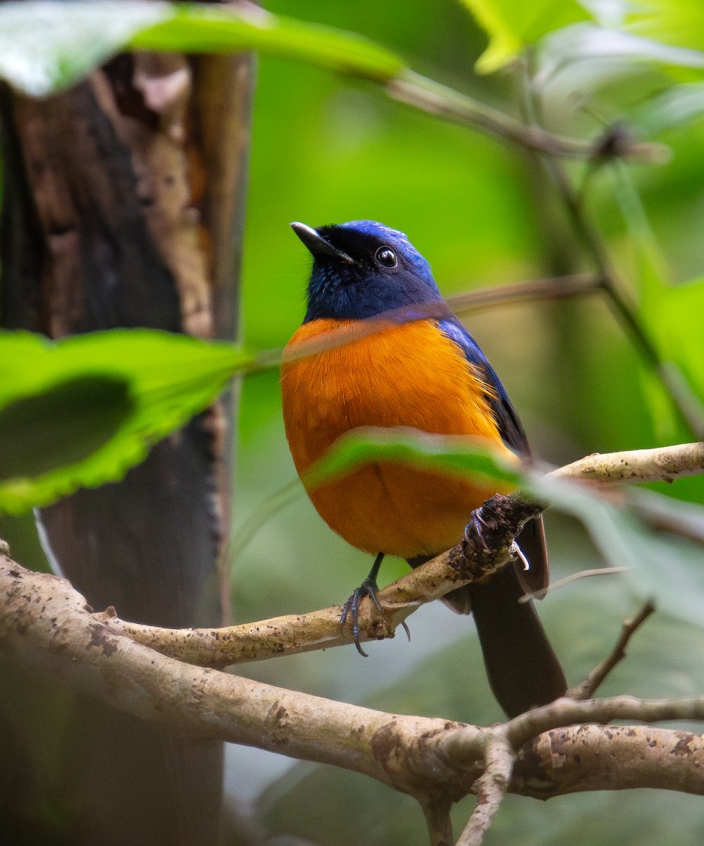 Rufous-bellied Niltava - ML646849325