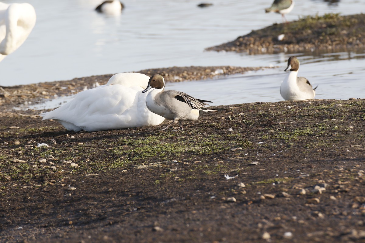 Ahate buztanluzea - ML646849326