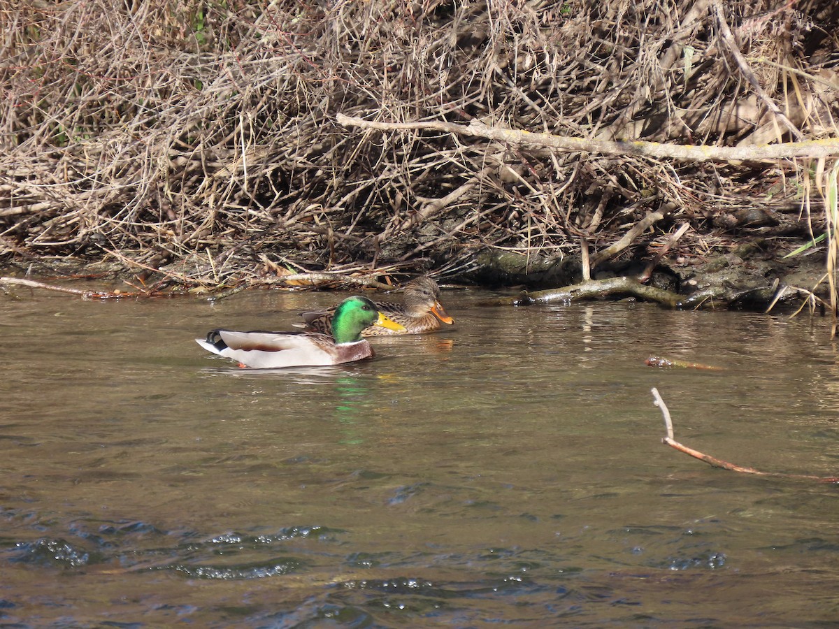 Mallard - ML646849327