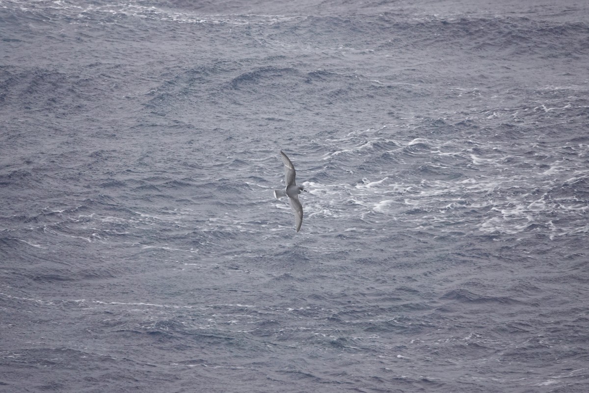 Ak Kuyruklu Priyon - ML646849328