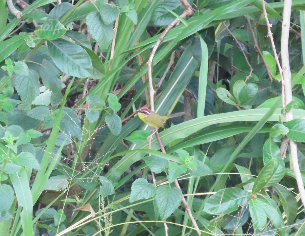 Rufous-capped Warbler - ML646849329