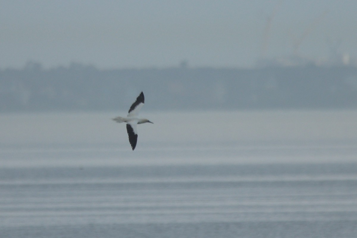 Красноногая олуша - ML646849330