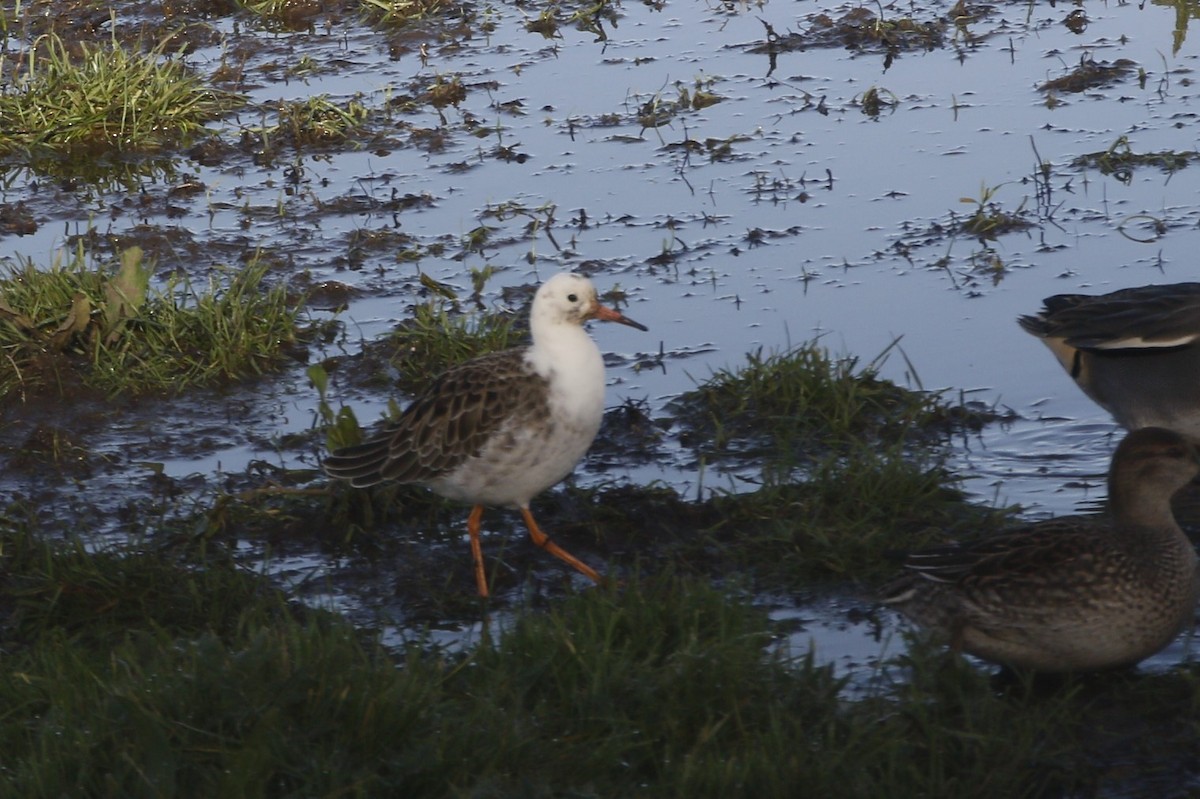 Borrokalaria - ML646849337