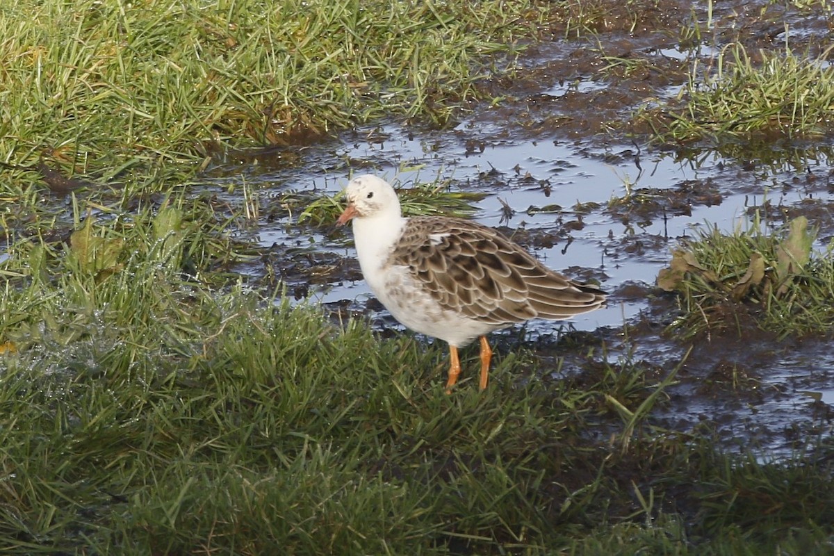 Borrokalaria - ML646849338