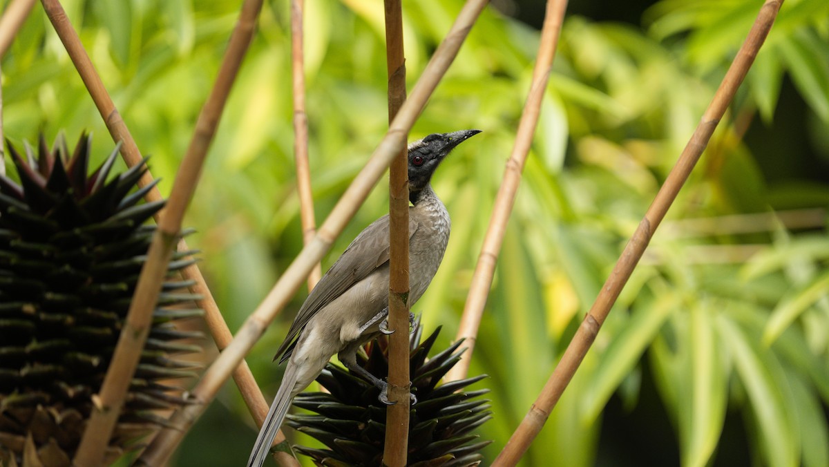 Helmeted Friarbird - ML646849340