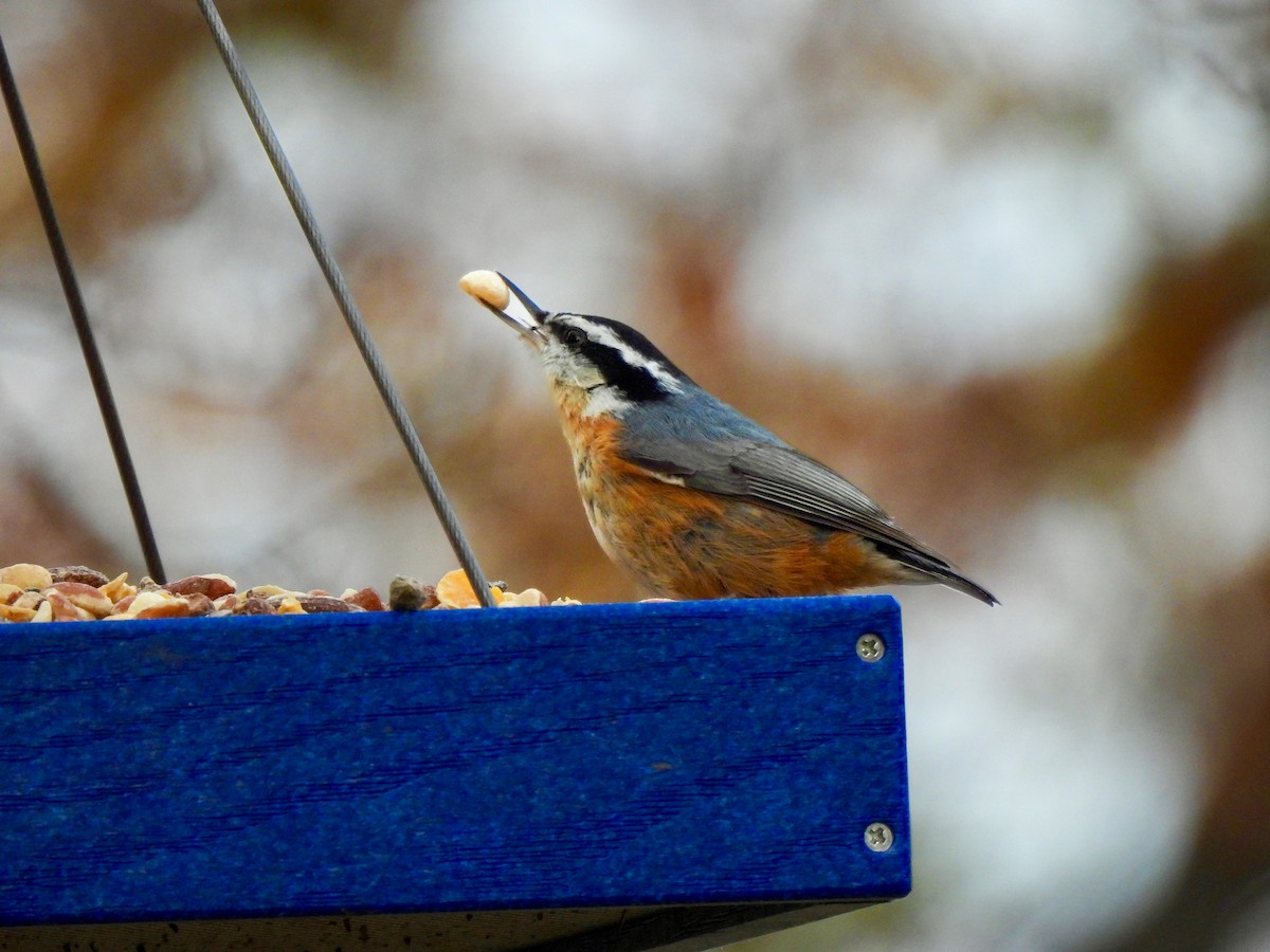 ムネアカゴジュウカラ - ML646849341